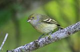 Jamaican Vireo